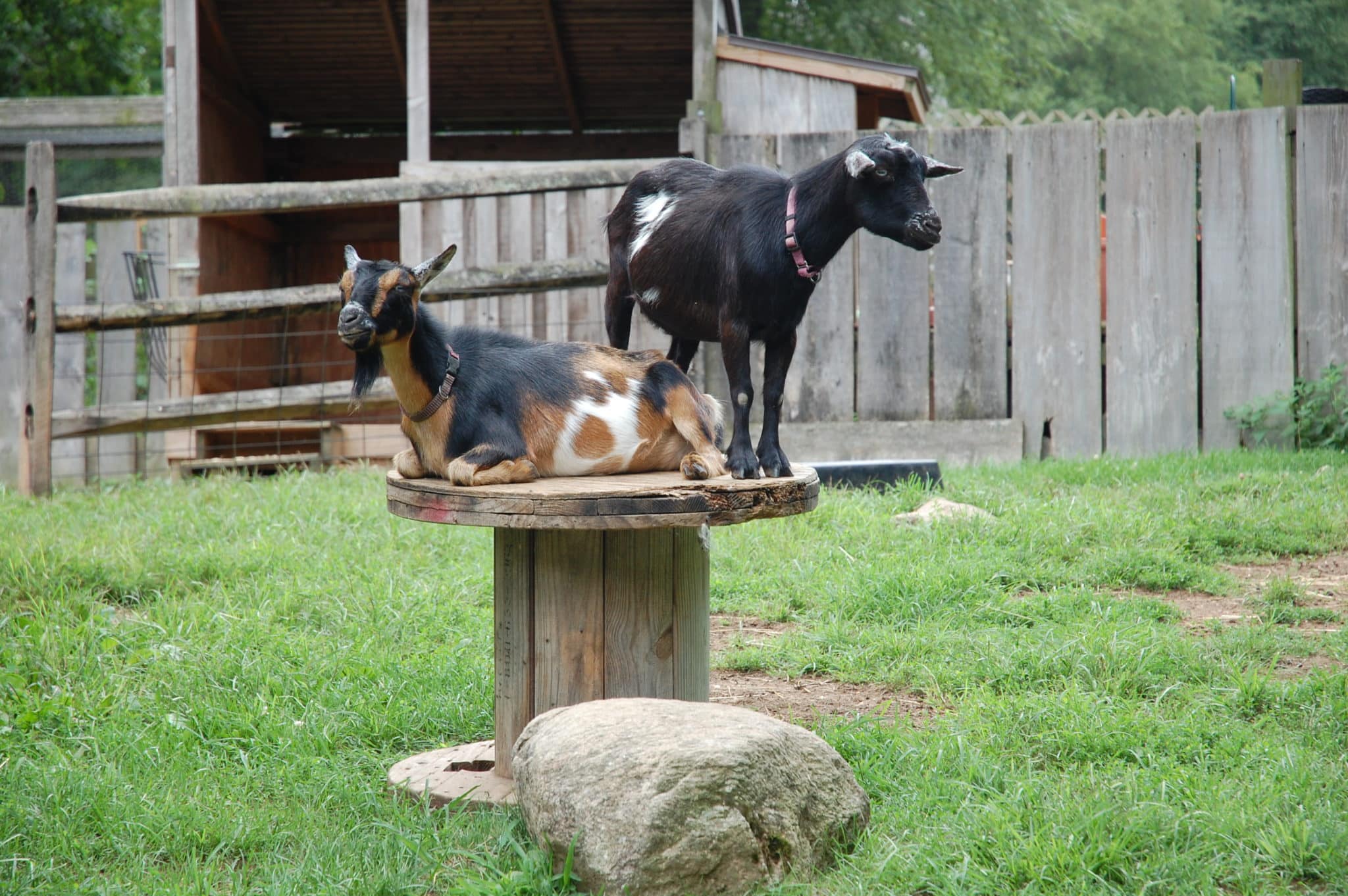 Goatse Ct Goats Galore! - Connecticut Art Trail