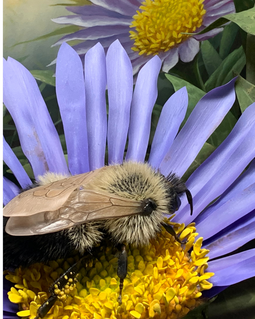 Spring Pollenators Science Solvers: Spring Pollinators - Connecticut Art Trail